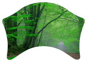 (Forest) Serenity Forest Path